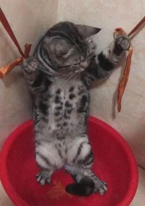 猫咪|怕猫咪抗拒打疫苗，女子想了一夜后开了大招：你还能折腾吗？