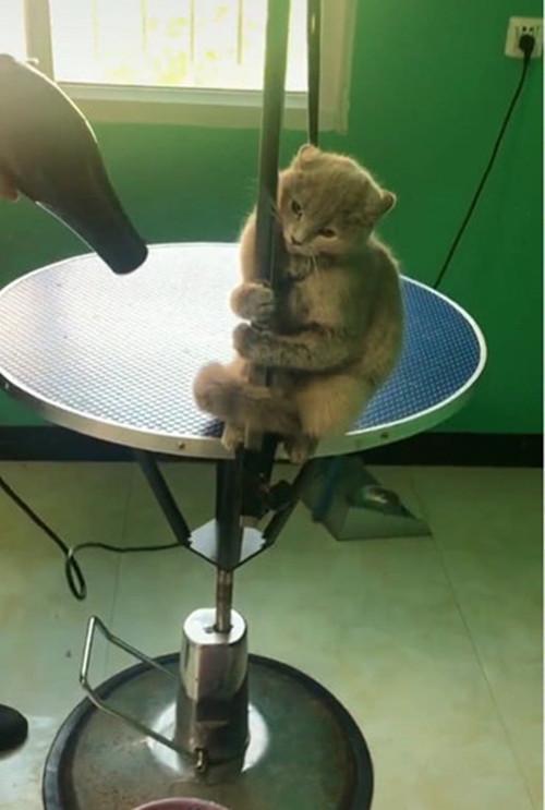 猫咪|怕猫咪抗拒打疫苗，女子想了一夜后开了大招：你还能折腾吗？