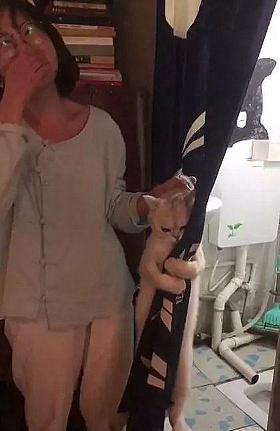 猫咪|怕猫咪抗拒打疫苗，女子想了一夜后开了大招：你还能折腾吗？