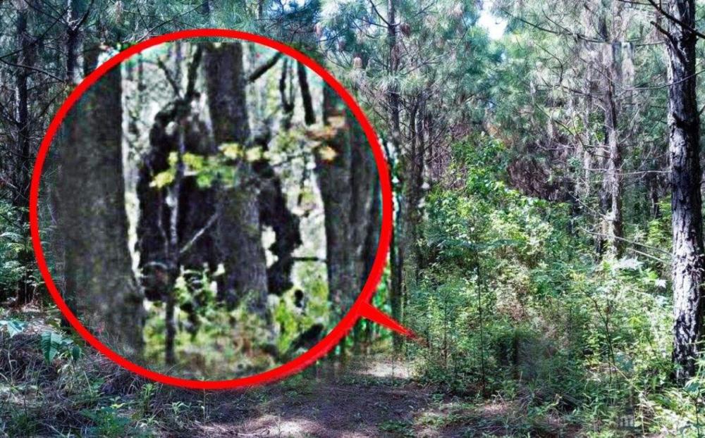 谷歌地图|罕见！南极发现“类似人”的身影，谷歌地图清晰看到，高22.69米