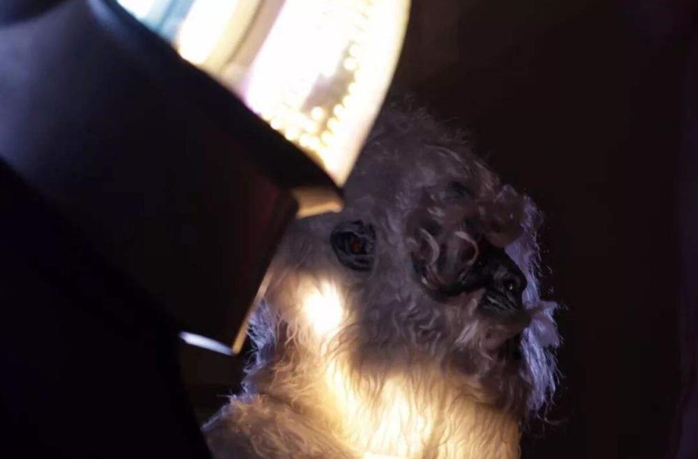 谷歌地图|罕见！南极发现“类似人”的身影，谷歌地图清晰看到，高22.69米