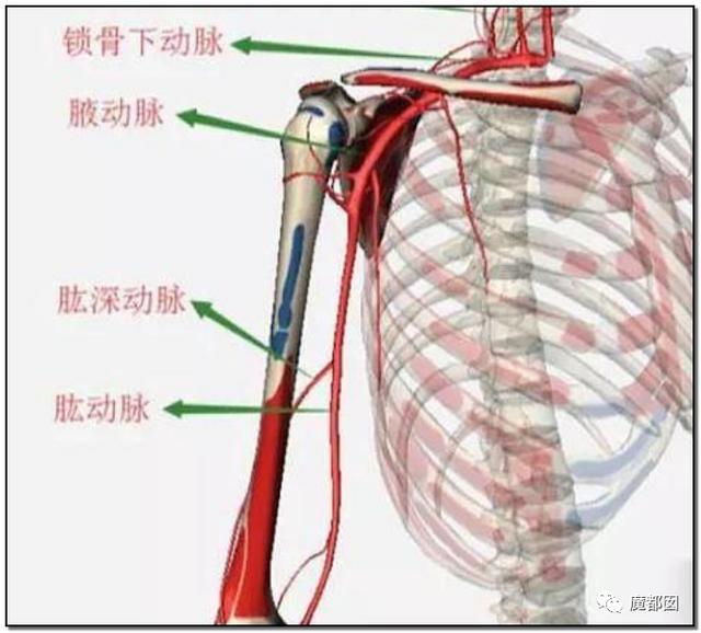 效果未证甚至可能有害目前中国最大网红忽悠筋膜枪