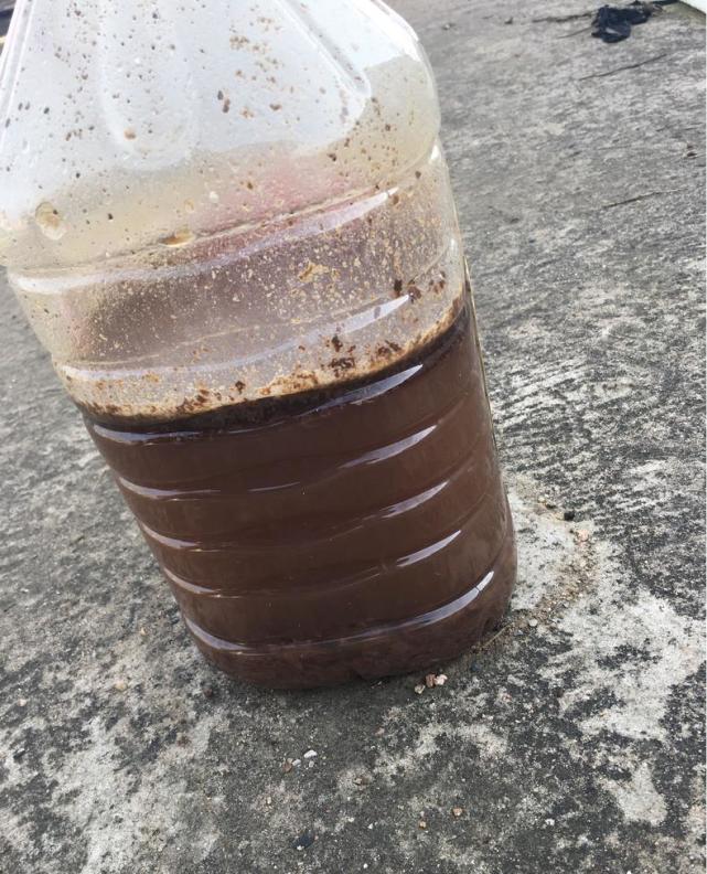 浇点"臭臭水",让三角梅营养充足,哗哗爆出满树花