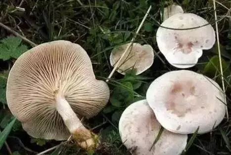 中国十大有毒蘑菇,你认识几种?