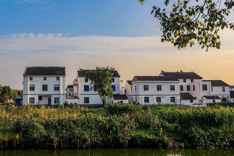 江阴这个村超甜