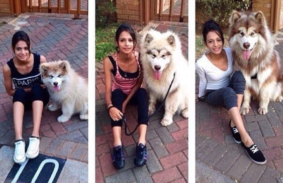 阿拉斯加雪橇犬|女孩领养幼犬以为是小型狗 失控长成巨型“狮子”