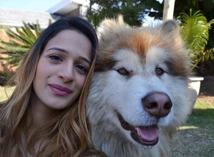 阿拉斯加雪橇犬|女孩领养幼犬以为是小型狗 失控长成巨型“狮子”