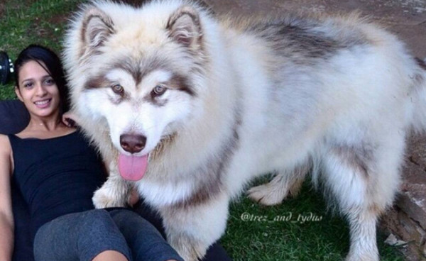 阿拉斯加雪橇犬|女孩领养幼犬以为是小型狗 失控长成巨型“狮子”