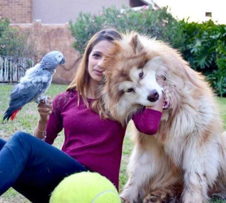 阿拉斯加雪橇犬|女孩领养幼犬以为是小型狗 失控长成巨型“狮子”