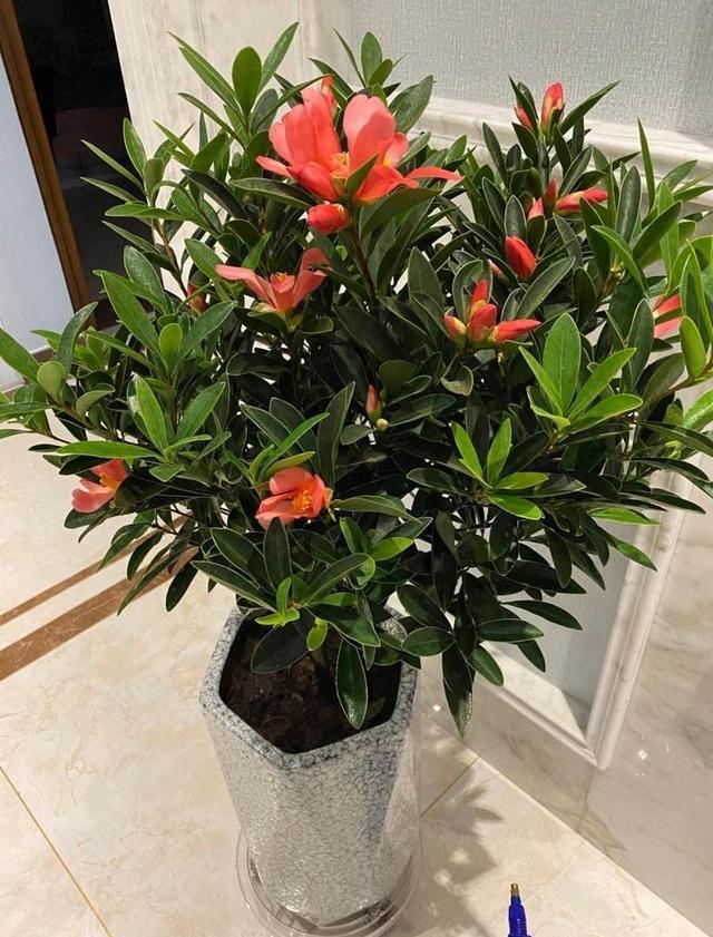 有一种茶花很好养 耐晒耐热 四季开花 枝头上都是花苞 四季茶花 盆栽