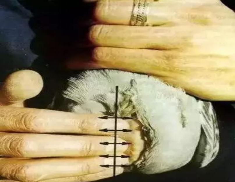 鉴别快速鸽鸽子龙骨有不同可作为选顶级快速鸽的方法