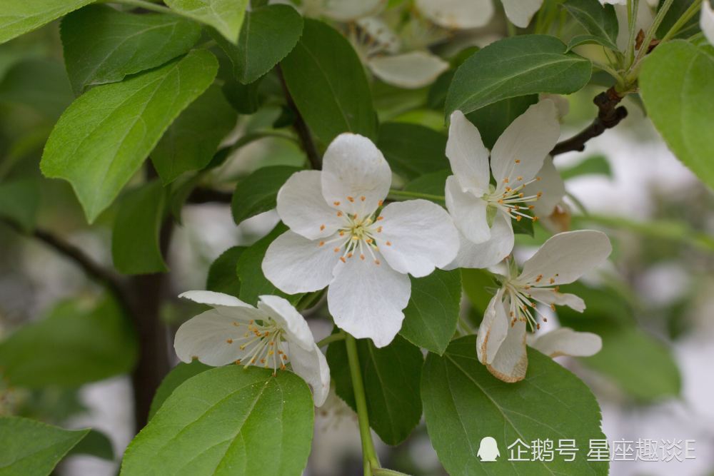 8月1日星座运势 双子小心谨慎 天秤量力而为 射手深思熟虑 腾讯新闻