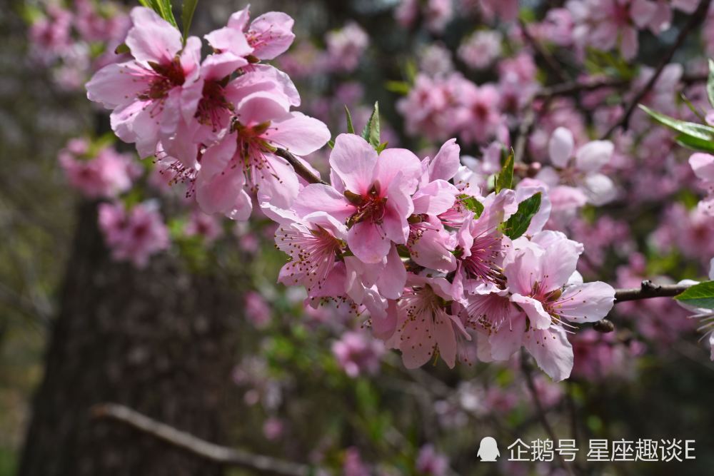 8月1日 5日星座运势 金牛拼尽全力 狮子意志坚强 水瓶事半功倍 腾讯新闻