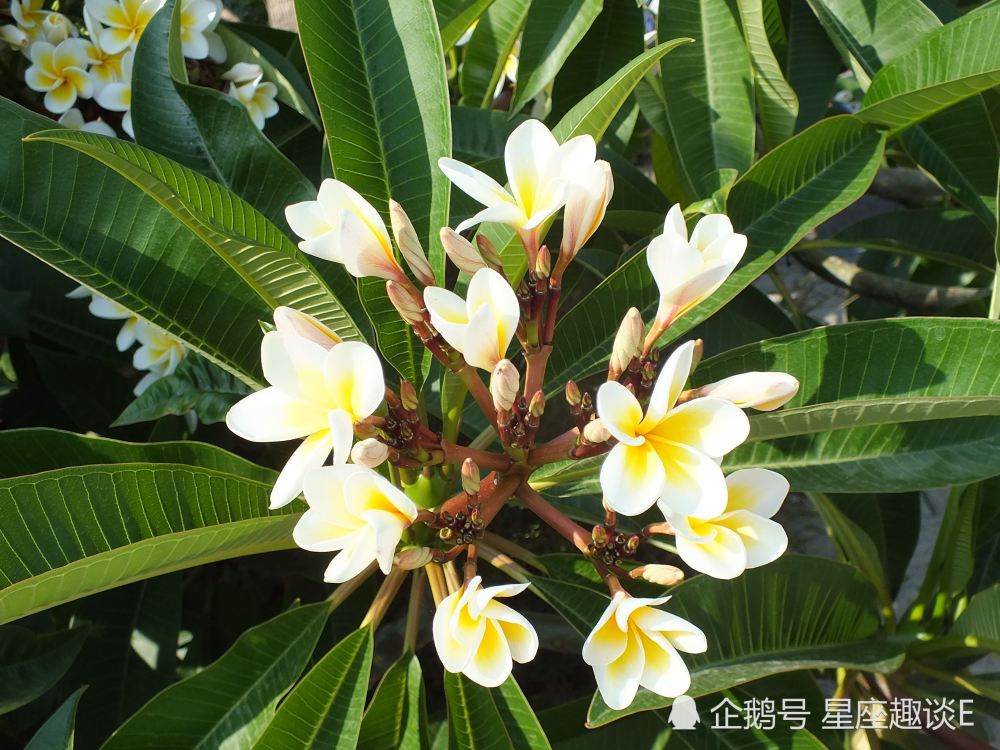 8月1日 31日星座运势 双子鼓足勇气 天蝎灵活变通 双鱼思维活跃 腾讯新闻