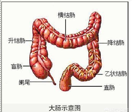 大肠分为哪几部分图片