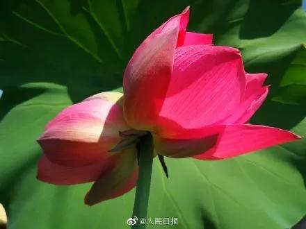 圆明园|罕见！圆明园再现并蒂莲，北京这些赏荷地点不容错过！