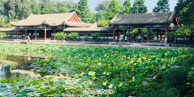 圆明园|罕见！圆明园再现并蒂莲，北京这些赏荷地点不容错过！