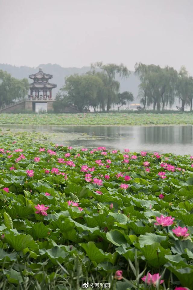 圆明园|罕见！圆明园再现并蒂莲，北京这些赏荷地点不容错过！
