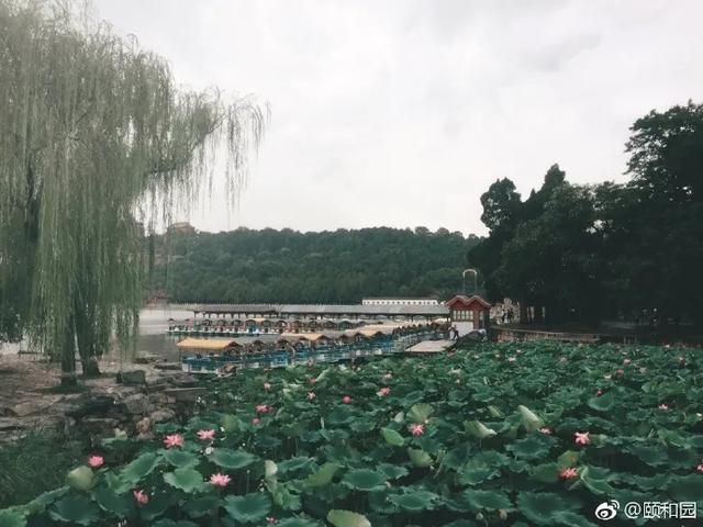 圆明园|罕见！圆明园再现并蒂莲，北京这些赏荷地点不容错过！