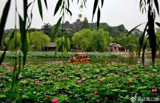 圆明园|罕见！圆明园再现并蒂莲，北京这些赏荷地点不容错过！