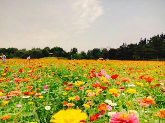 圆明园|罕见！圆明园再现并蒂莲，北京这些赏荷地点不容错过！