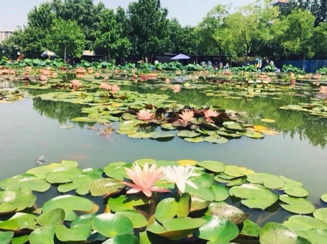 圆明园|罕见！圆明园再现并蒂莲，北京这些赏荷地点不容错过！