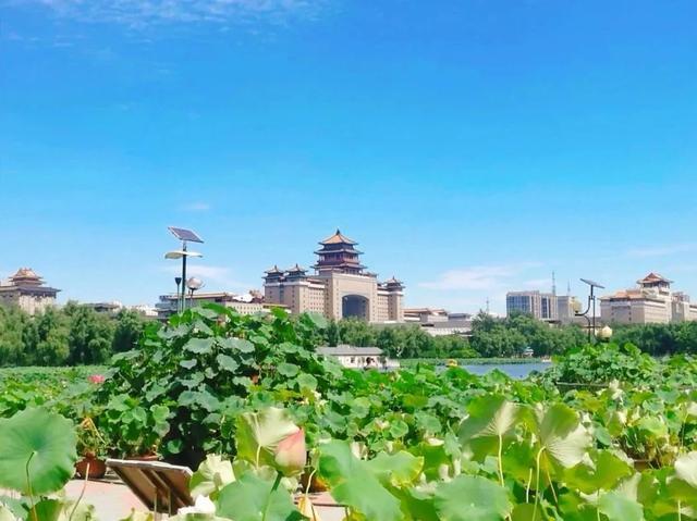 圆明园|罕见！圆明园再现并蒂莲，北京这些赏荷地点不容错过！