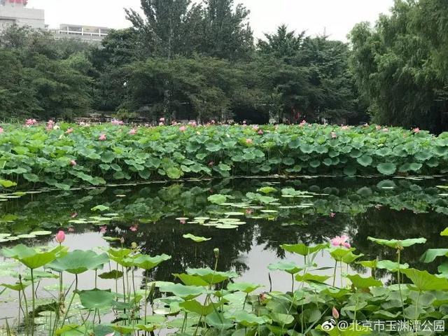 圆明园|罕见！圆明园再现并蒂莲，北京这些赏荷地点不容错过！