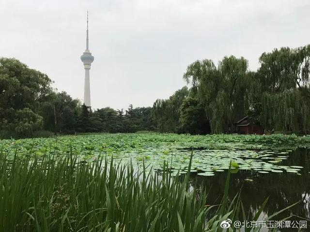 圆明园|罕见！圆明园再现并蒂莲，北京这些赏荷地点不容错过！