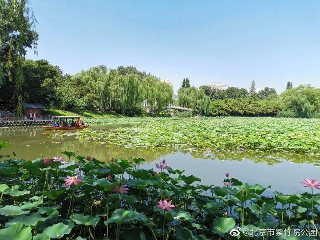 圆明园|罕见！圆明园再现并蒂莲，北京这些赏荷地点不容错过！