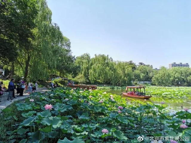 圆明园|罕见！圆明园再现并蒂莲，北京这些赏荷地点不容错过！