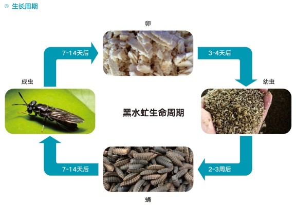 黑水虻是一种腐生性虻科昆虫,在自然界以餐厨垃圾,动物粪便,动植物