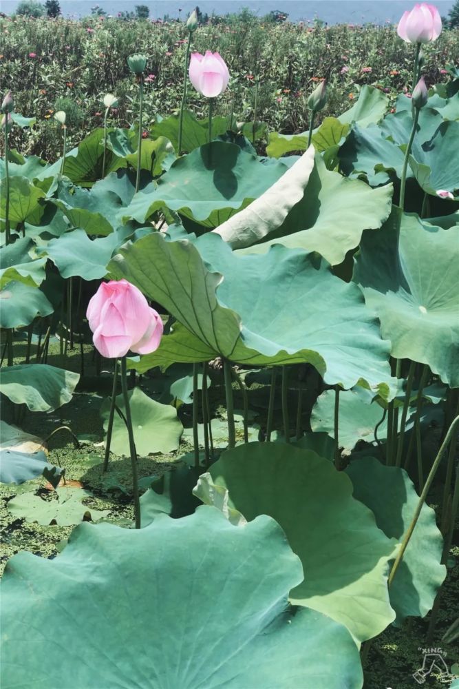 躲开西湖人群,20元就能摇橹船看荷花,摘莲蓬…到底是什么神仙赏荷地