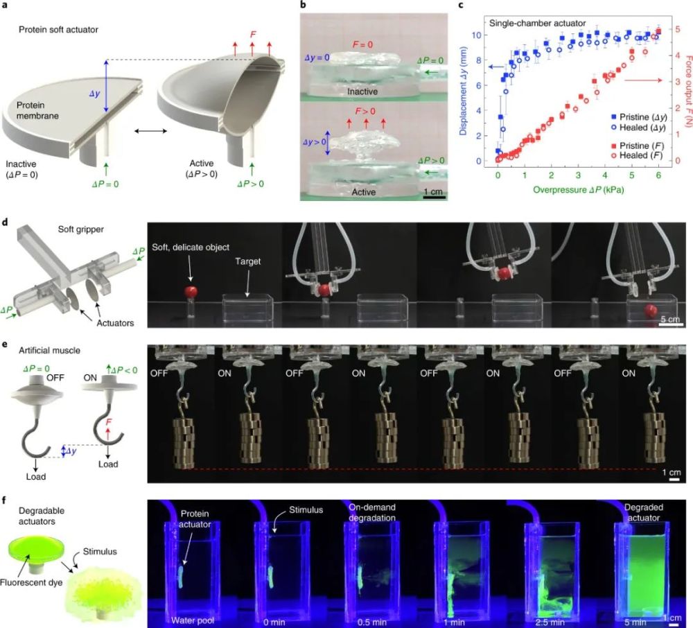 儿童早衰症|脑科学日报：首例儿童早衰症基因编辑猴模型；二甲双胍能改善认知