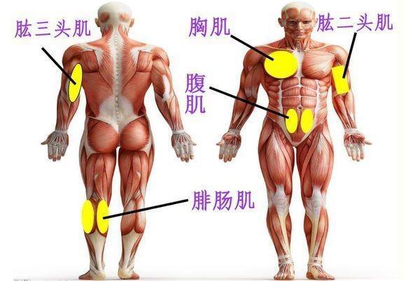 所以我们主要锻炼的是肱二头肌与肱三头肌.