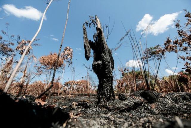 生灵涂炭巴西亚马逊雨林再遭大火烧毁面积相当于50万个足球场