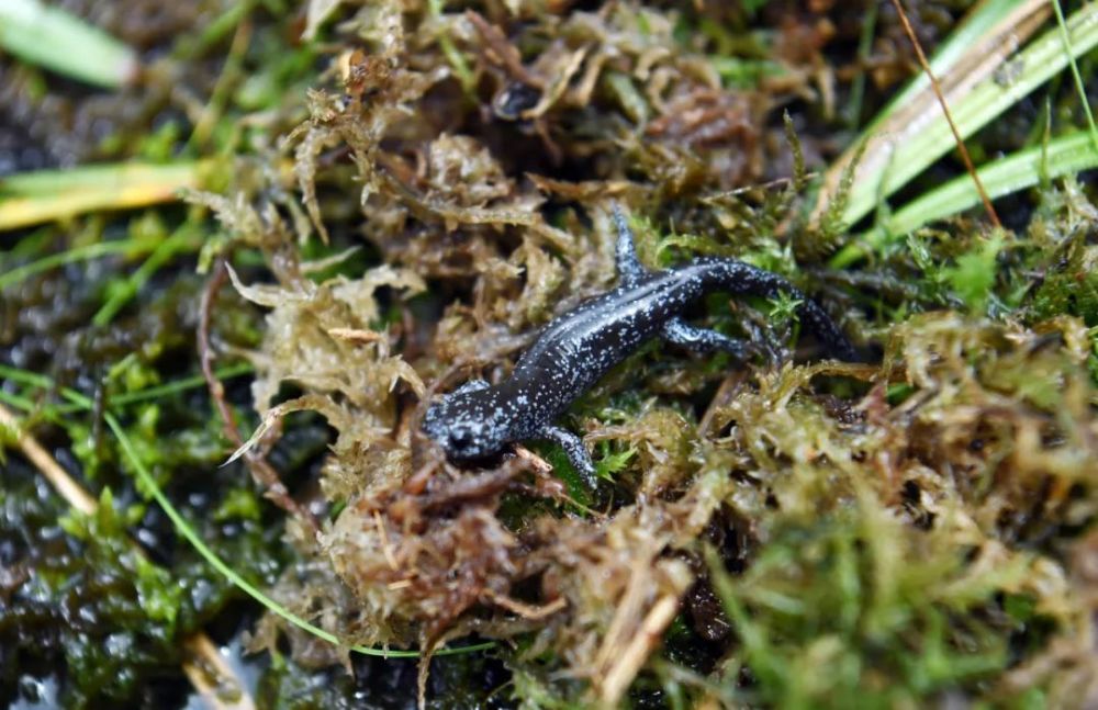 两栖界的大熊猫安吉小鲵首次在清凉峰回家