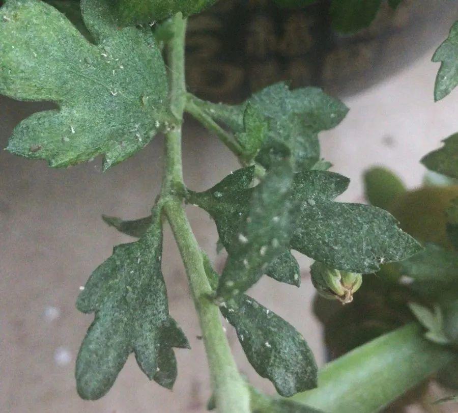 另外,夏天菊花很容易爆发蚜虫,白粉病等病虫害,可以用施奇易成治疗