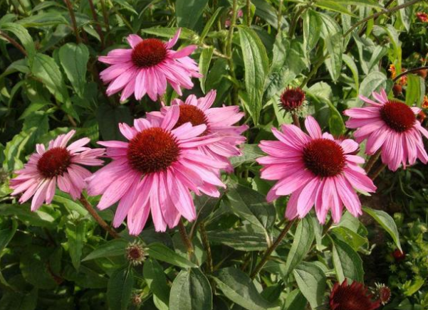 院子种上这6种开花植物 夏天也能养成一片花海 松果菊 美国薄荷 萱草花 福禄考