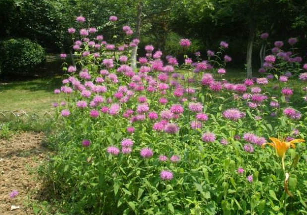 院子种上这6种开花植物 夏天也能养成一片花海 松果菊 美国薄荷 萱草花 福禄考