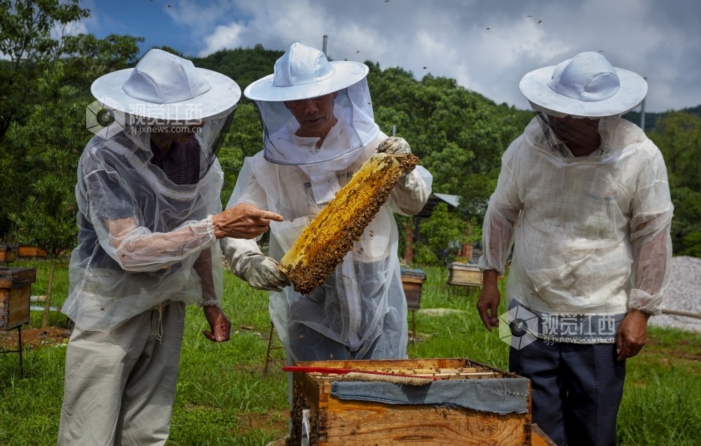 养蜂行业的扶持政策 政府对创业养蜂的政策