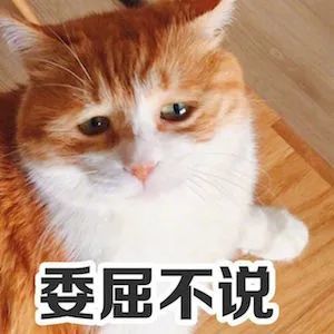 你养的猫会嫌弃你穷吗？