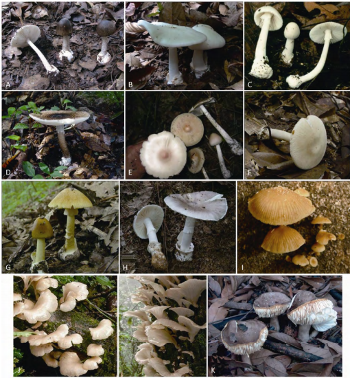 蘑菇|警惕！这道“菜”不要随便吃，最近已致多人死亡！更糟糕的是…