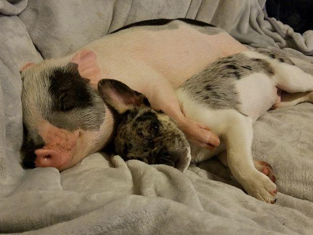 两只猪睡觉的表情包图片