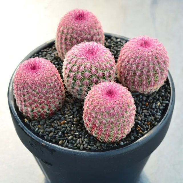 仙人球中6个独特品种 有刺却不扎人 还特别爱开花 腾讯网