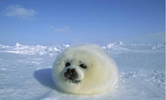 史上最"萌"小海豹,对着摄影师挥手拍照,拍完后还会挠头