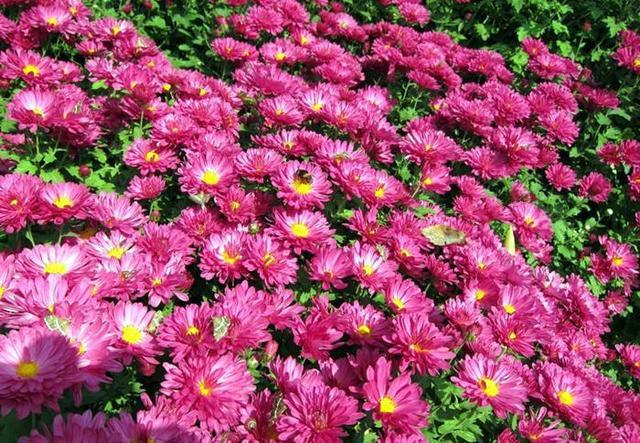 它是菊花中的经典品种 公园花坛很常见 养在家里开花格外旺 腾讯新闻
