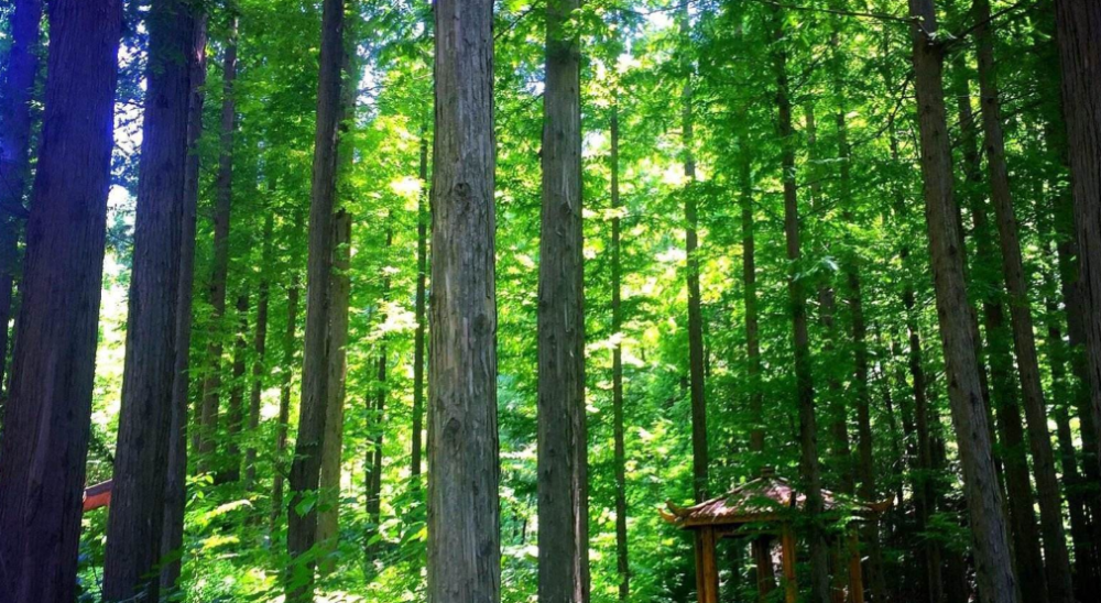 宋词|【诗词鉴赏】 立秋将至，在宋词中欣赏夏天，感受夏天的美丽！