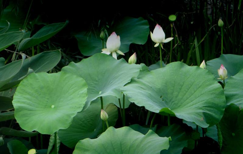 宋词|【诗词鉴赏】 立秋将至，在宋词中欣赏夏天，感受夏天的美丽！