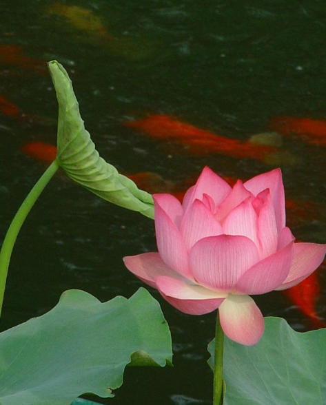 宋词|【诗词鉴赏】 立秋将至，在宋词中欣赏夏天，感受夏天的美丽！